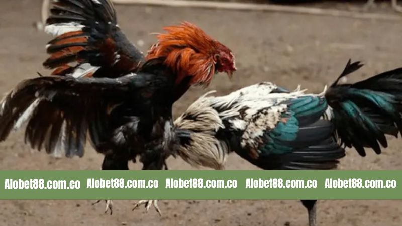 Đá Gà Thomo - Thăng Hoa Cùng Trận Đấu Đỉnh Cao Ở Alobet88