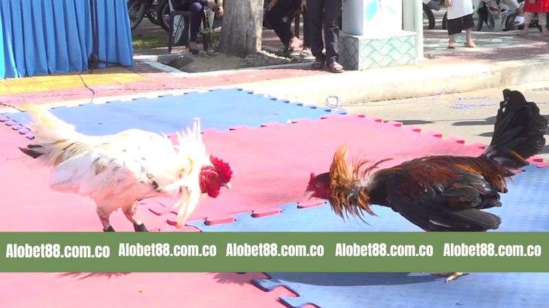 Đá Gà Tre - Hình Thức Giải Trí Đầy Sôi Động Tại Alobet88
