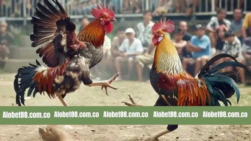 Những điều cần biết về luật đá gà Thomo cho newbie