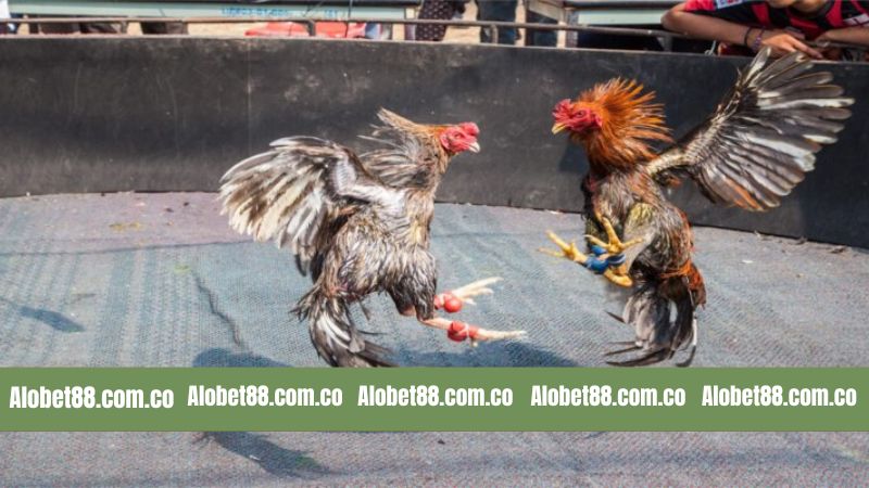 Sơ lược về chọi kê Thomo kịch tính