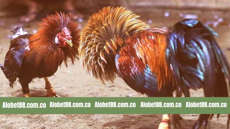 Giới thiệu đôi nét hấp dẫn về môn đá gà đình đám 