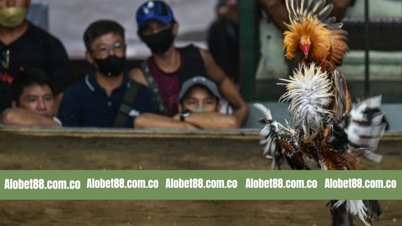 Một số ưu điểm mới mẻ khi trải nghiệm với đá gà tre 